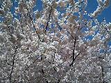 060403_cherry3