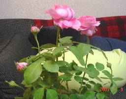 flower2