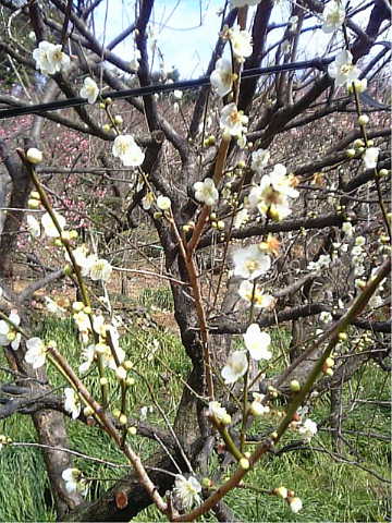 丸子梅園