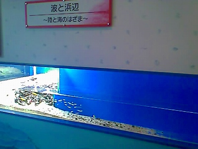 東海大学海洋科学博物館 (11).jpg
