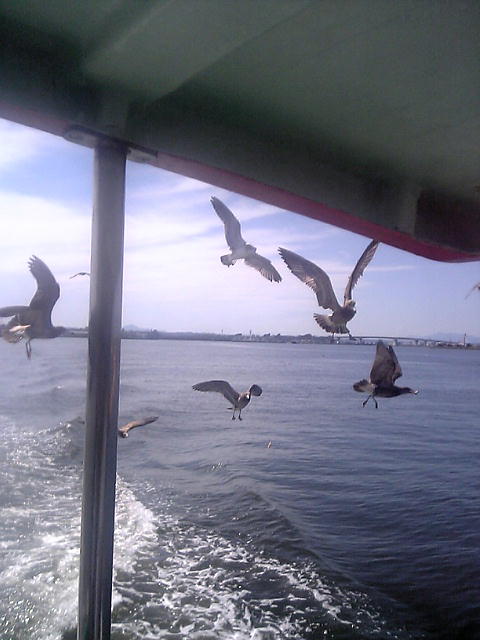 海猫の群が・・・・