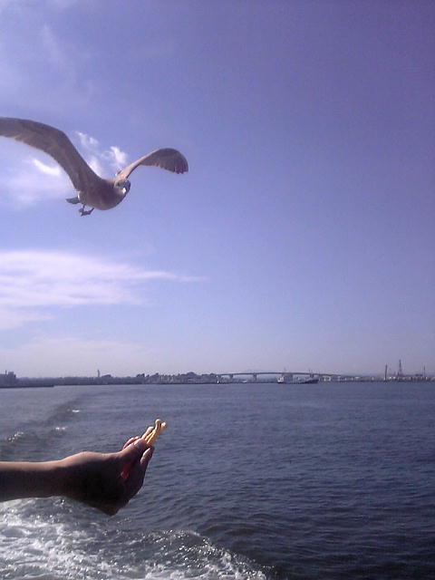 獲物を狙う海猫の目線