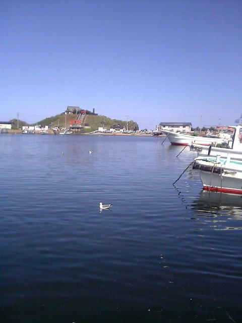 八戸の海猫繁殖地蕪島（かぶしま）