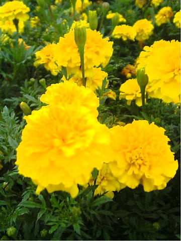 山梨県花の都公園３