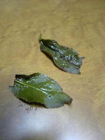 凍頂烏龍茶・ここまで開くまで飲めますよ！