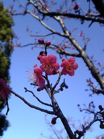 紅葉山庭園 の梅もチラホラ