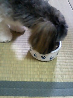 ガツガツ食べる海。