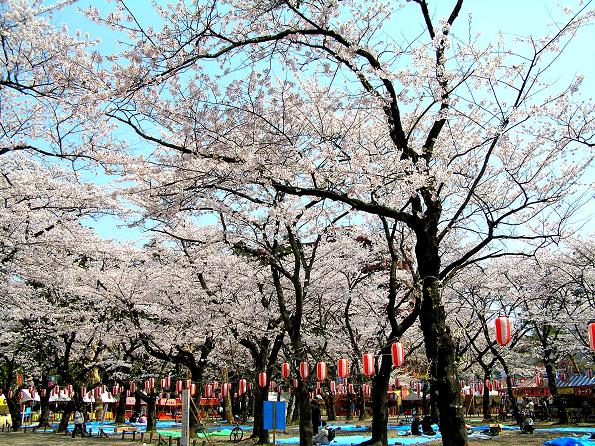 仙台市西公園の桜 すくらんぶる 楽天ブログ