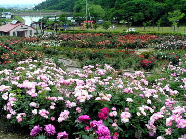 東沢薔薇