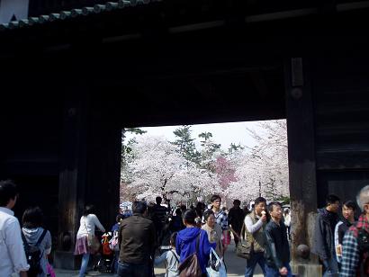sakura