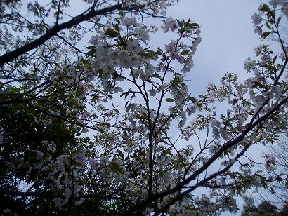 桜満開