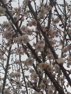 ume