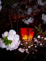 夜桜