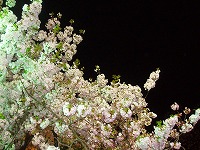 cherry blossom