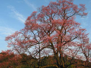 sakura2