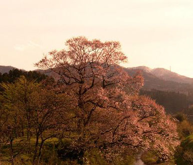 sakura3