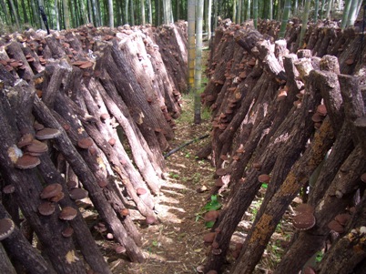 椎茸1