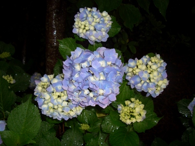 紫陽花5