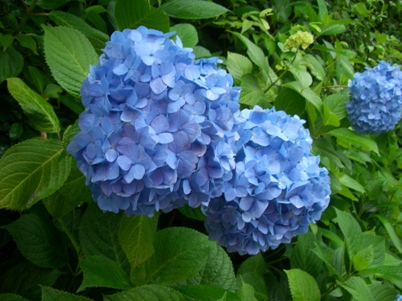 紫陽花6