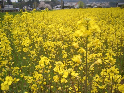 菜の花3