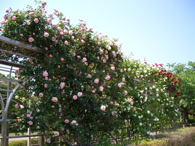 公園の薔薇