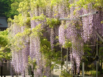 藤の花2009-4-30