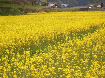 菜の花2