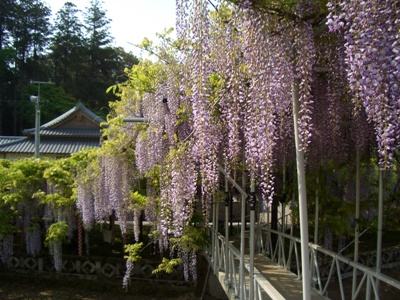 藤の花5