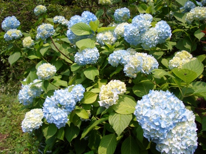 紫陽花1