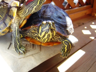 かめちの訴える目