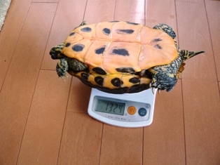 ちょっとだけ増えました