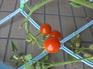 petit tomatoes