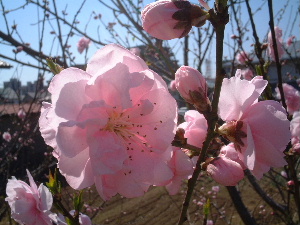 18年ももの花
