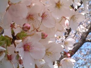 18年桜１