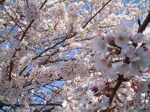 18年桜２