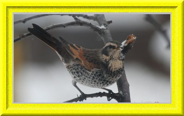 野鳥大好きさんからいただいたツグミ