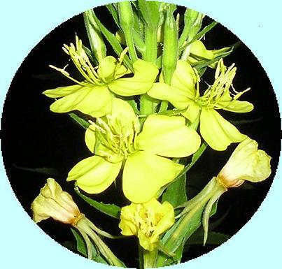 7/8大待宵草夜２