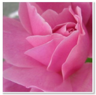 rosa china