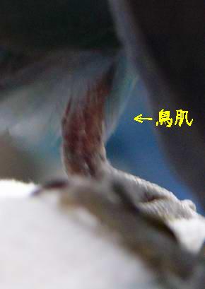 鳥肌出てます(T_T)