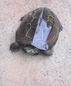 名前は『チビ』　結構　大きいんだよ(^_^;)