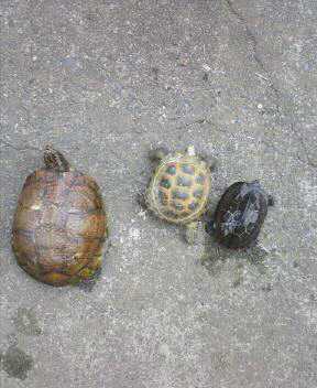 三匹　おそろいで・・・ヽ(^▽^@)ノ