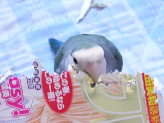 ガジガジ　ピピ