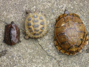 2003年のカメさんず