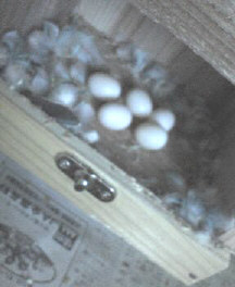 孵らなかった卵たち