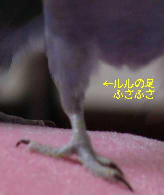 ルルの足