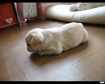 起き上がれたフレンチブルドッグのチャイ君