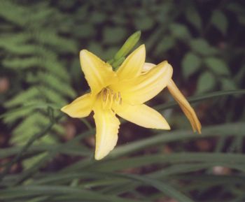 ニッコウキスゲ