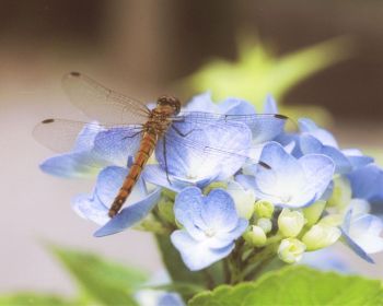 アジサイとトンボ