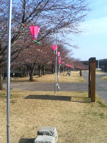 さくら市ゆうゆうパークの桜の状況(2009/04/03)