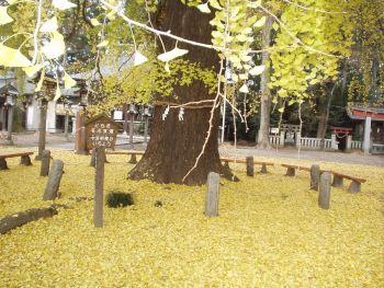 今宮神社の大公孫樹　２